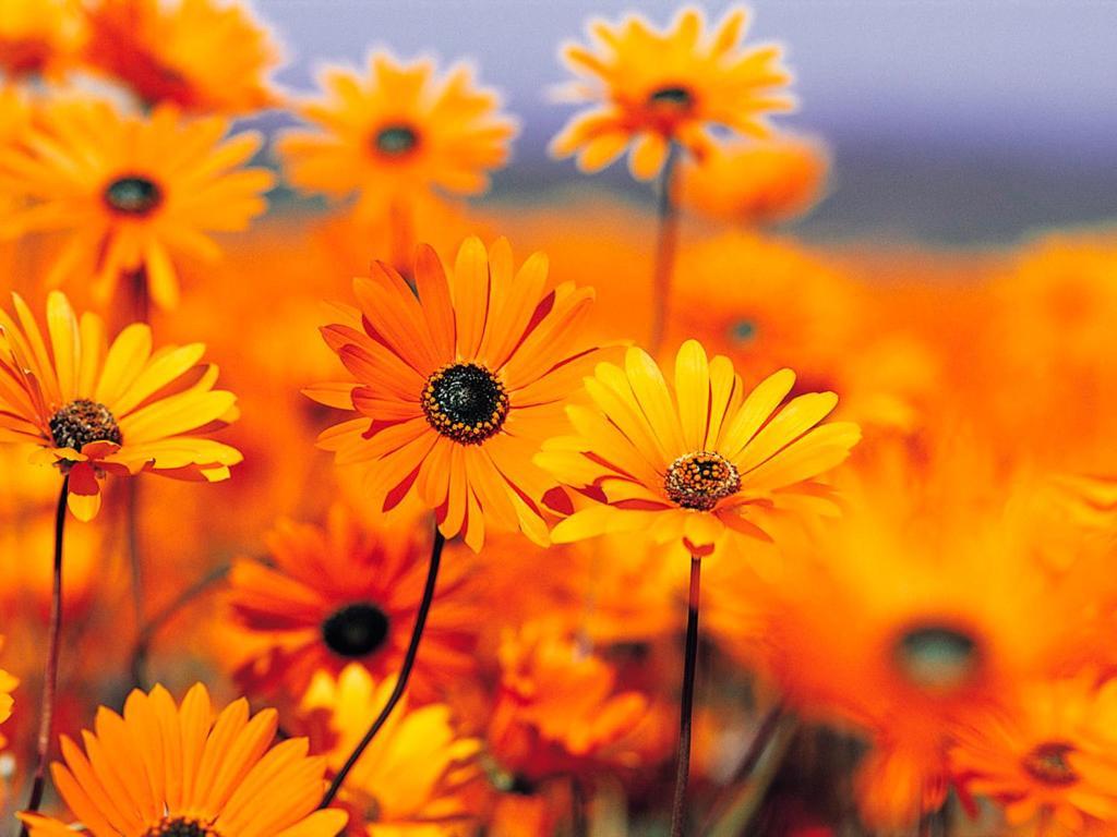 Maracalagonis Fior Di Sole 아파트 외부 사진